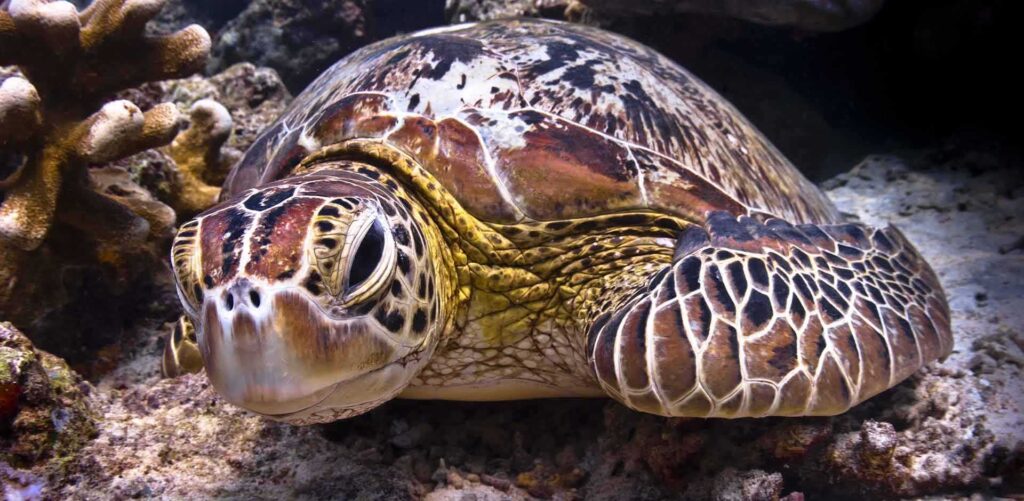 Selingan Turtle Island sanctuary, Sulu Sea, marine life, turtle conservation, eco-tourism, Turtle Island, Green and Hawksbill Turtles, Scuba diving, Snorkeling, Hatchling release