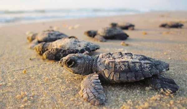 Island sanctuary, Sulu Sea, marine life, turtle conservation, eco-tourism, Turtle Island, Green and Hawksbill Turtles, Scuba diving, Snorkeling, Hatchling release