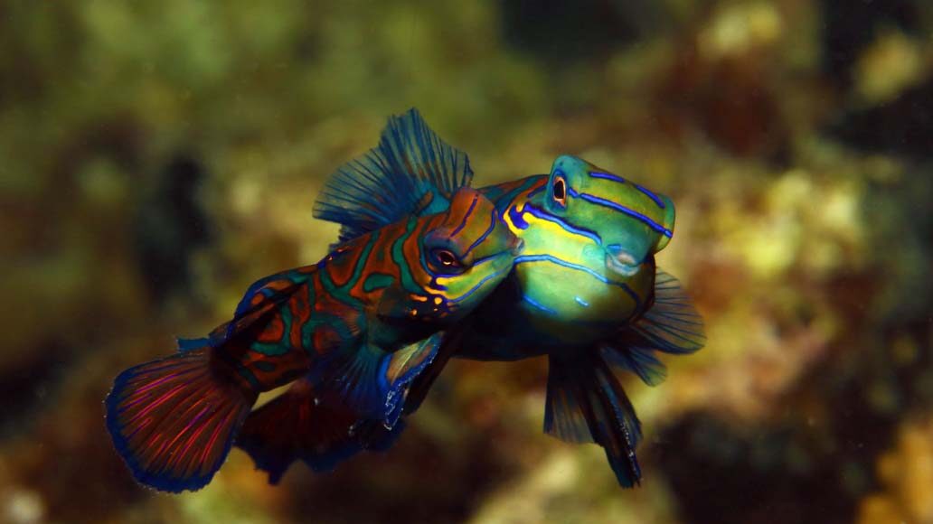 Mabul Island, Bajau Laut (Sea Gypsies) village, Regatta Lepa, Miss Scuba, Stargazing, Seaventure, Crocodile Avenue, Lobster Wall, Ray Point, Eel Garden, Froggy Lair